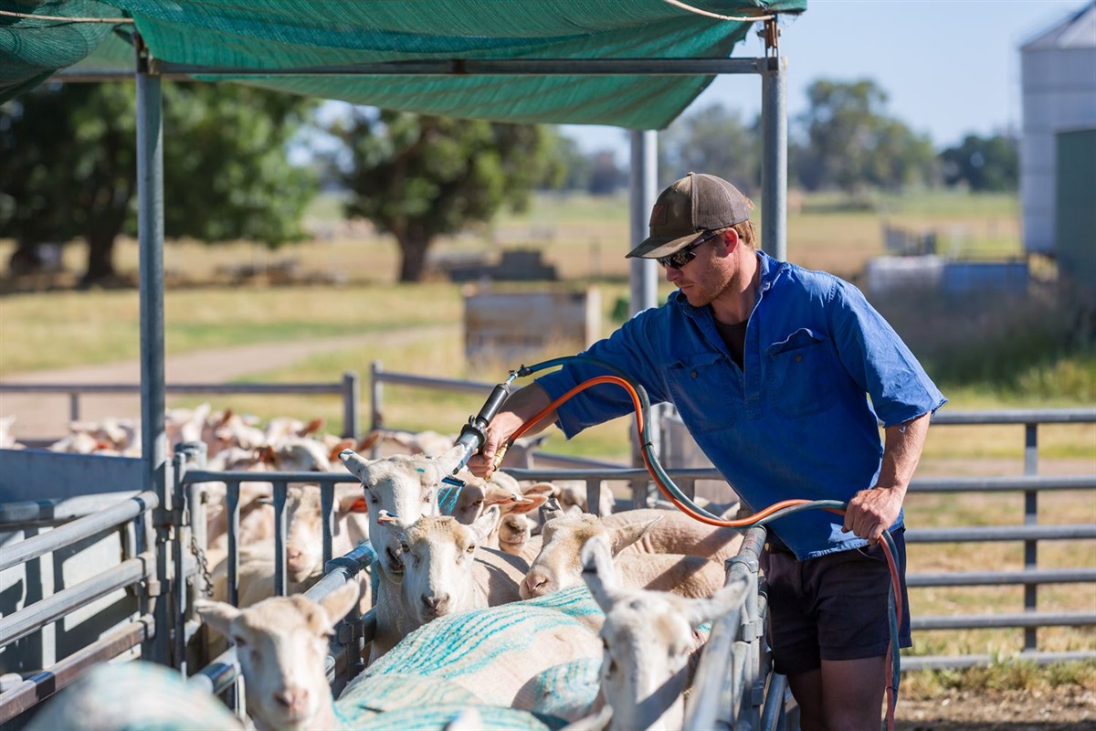 Wangaratta Saleyards Standstill Exercise Invest Wangaratta